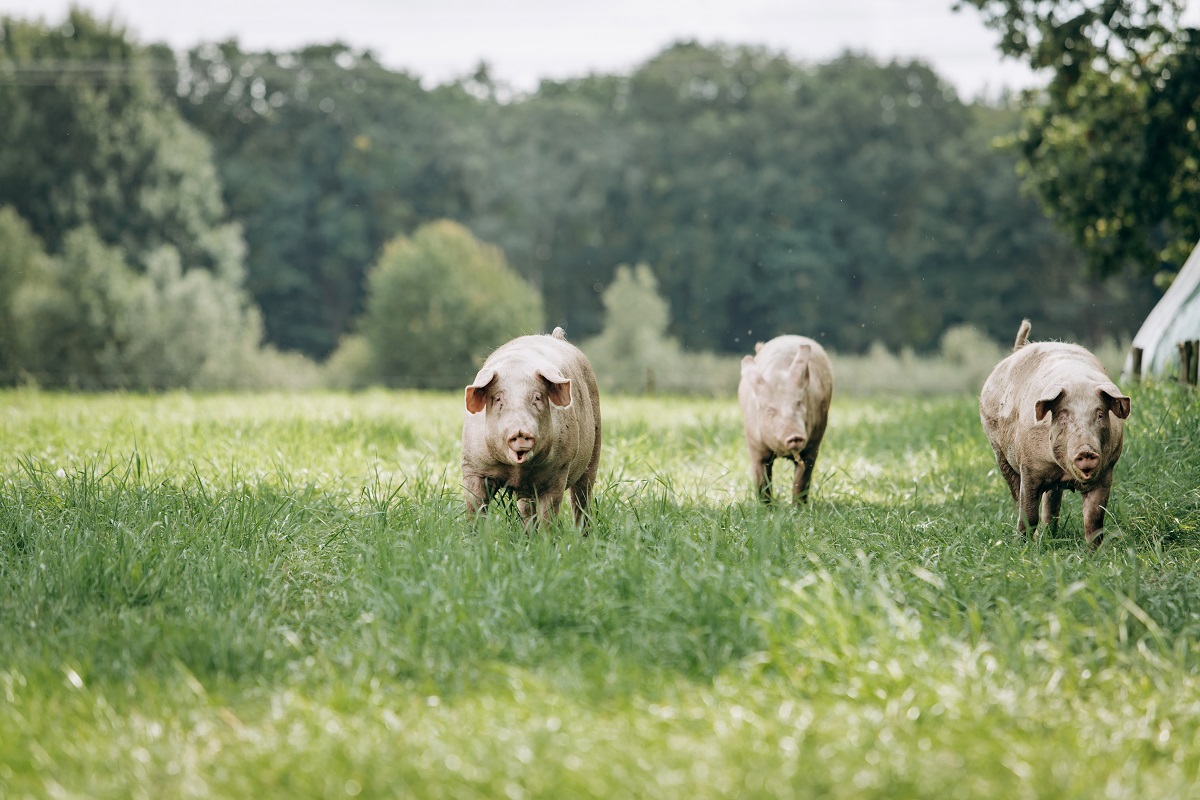 Pigs graze on farm in countryside. Pigs graze on a private farm